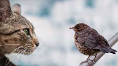 chat-et-oiseau