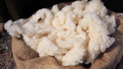 laine-de-mouton